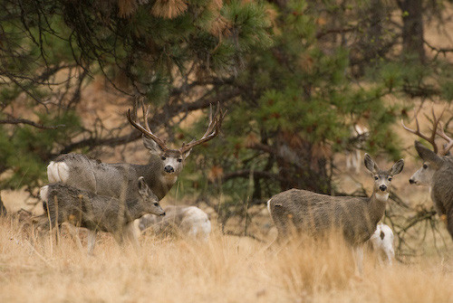 Nuts About Bucks VII