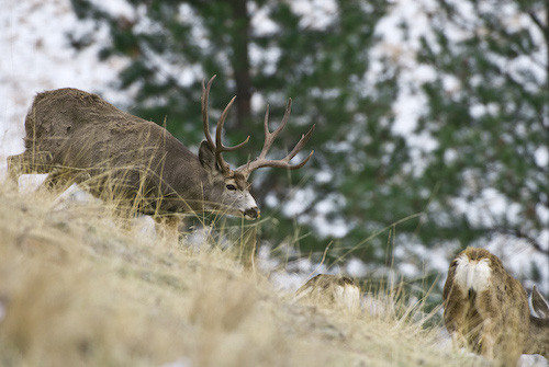 Nuts About Bucks VII
