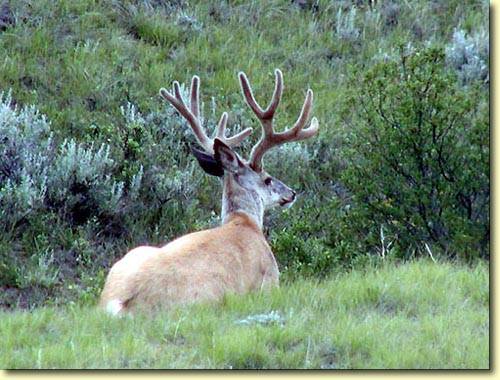 Saskatchewan Velvet II