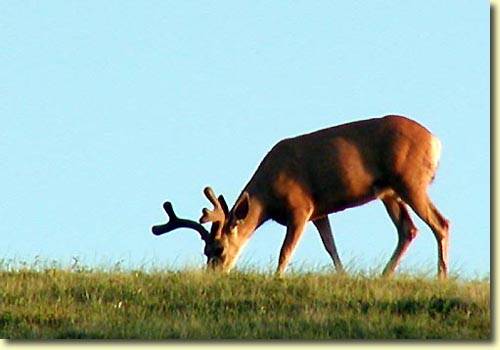 Saskatchewan Velvet II