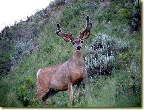 Saskatchewan Velvet II