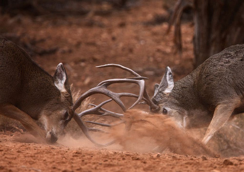 Bucks, Bucks, & More Bucks