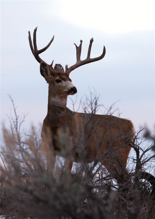 Bucks, Bucks, & More Bucks