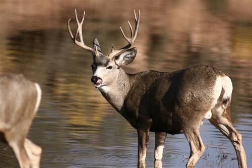 Bucks, Bucks, & More Bucks