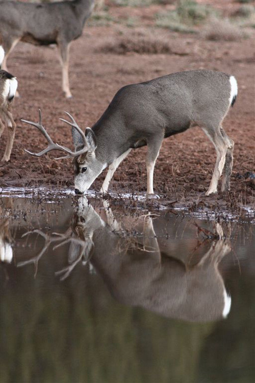 Bucks, Bucks, & More Bucks