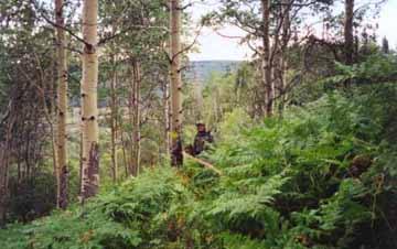 Head-high Ferns