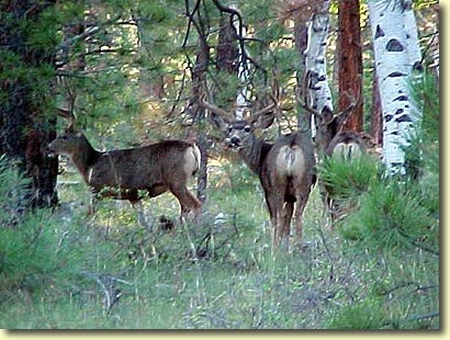 Todd's Colorado Buck