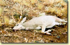 Dave's Trophy Archery Buck