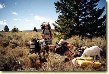 Pack Goats for Elk