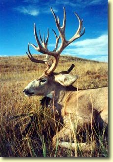 Trent's Colorado Hawg