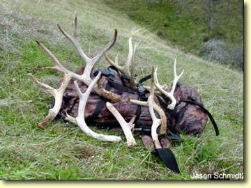 Shed Hunting