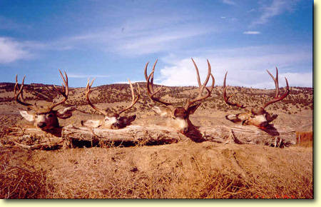 Muley 101