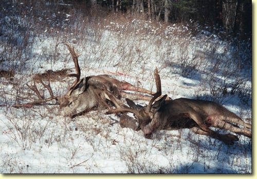 One Great Mule Deer Hunt