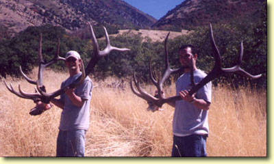 Two BIG Utah Bulls