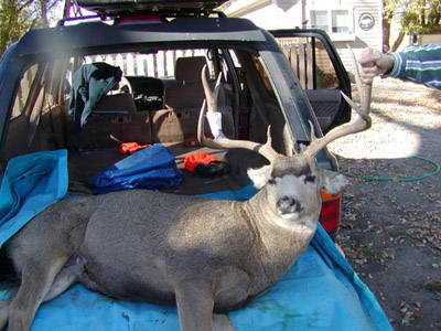 Triple M - Monster Montana Muley