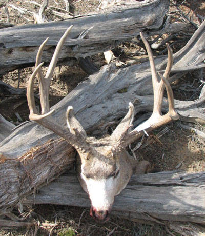 Mark's Heavy Colorado Muley