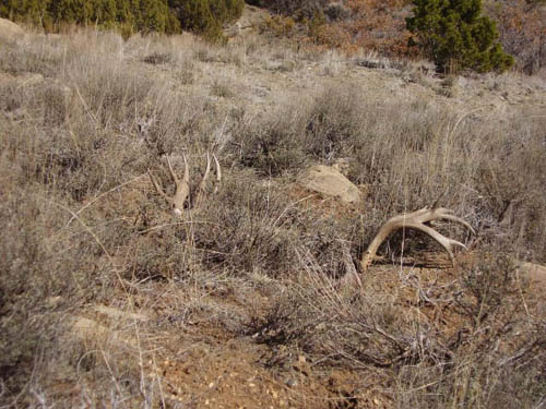 deer sheds