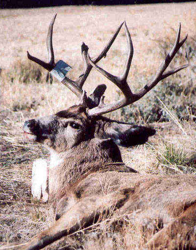 My Kaibab Trophy Hunt