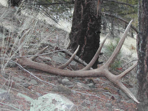 Big 7 Point Elk Shed - MonsterMuleys.com