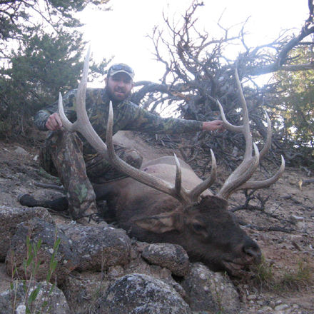 Straight Six Cedars Bull