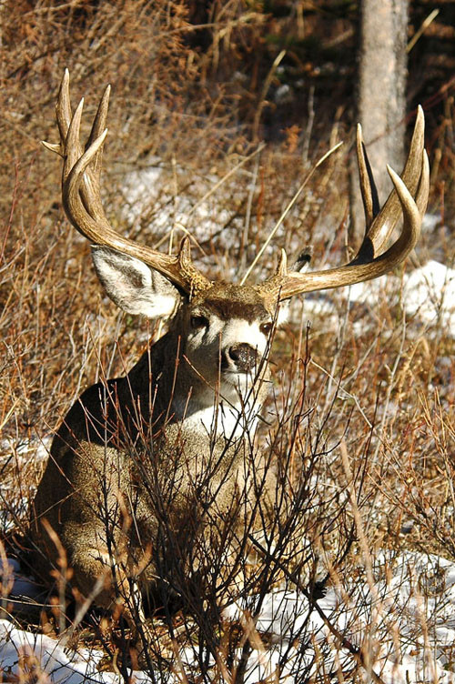Photo Tours -- MonsterMuleys.com Mule Deer, Elk, Sheep, Antelope Photos